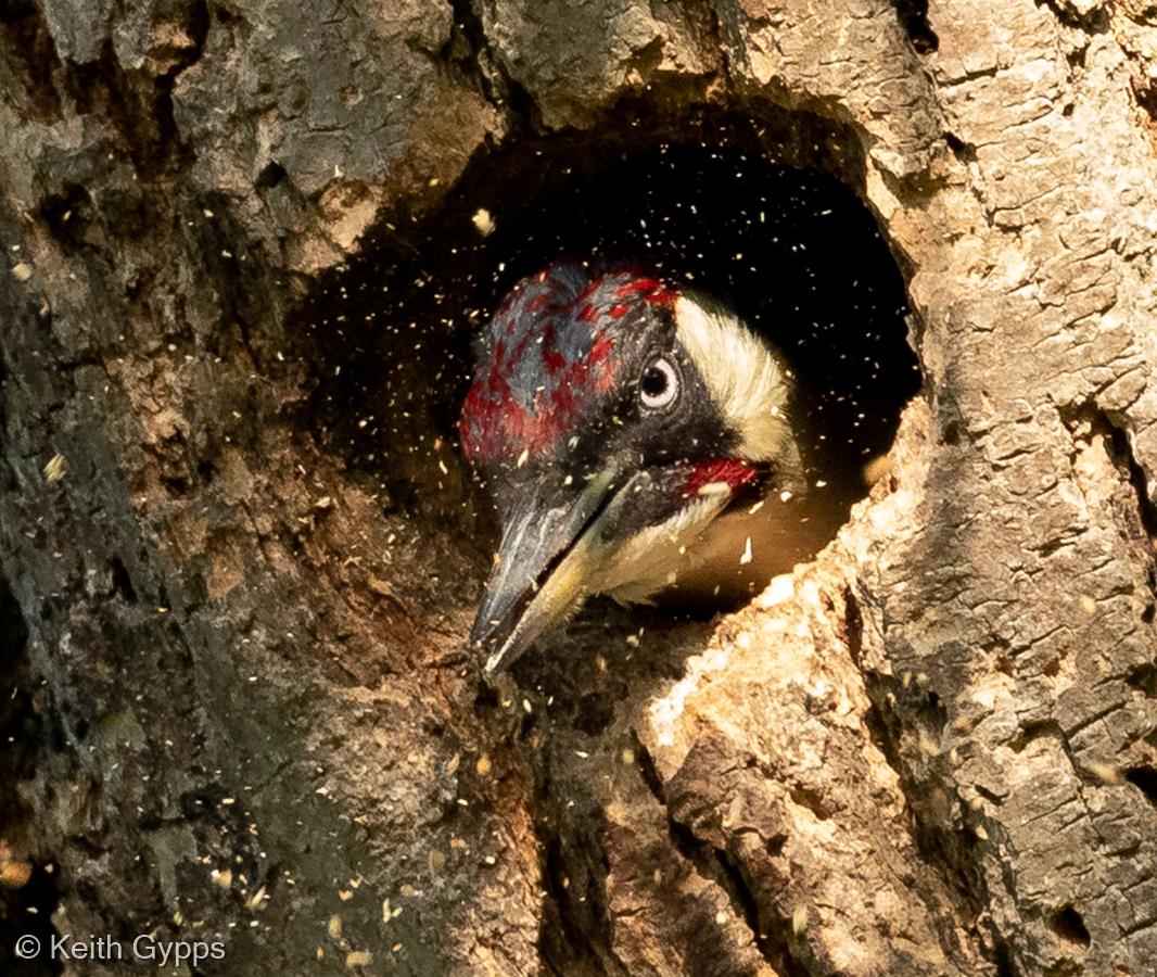 Green Woodpecker Ejecting Chippings by Keith Gypps