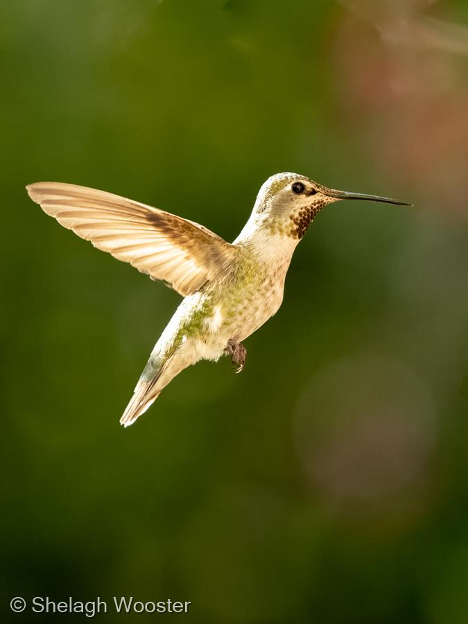 Hummingbird by Shelagh Wooster
