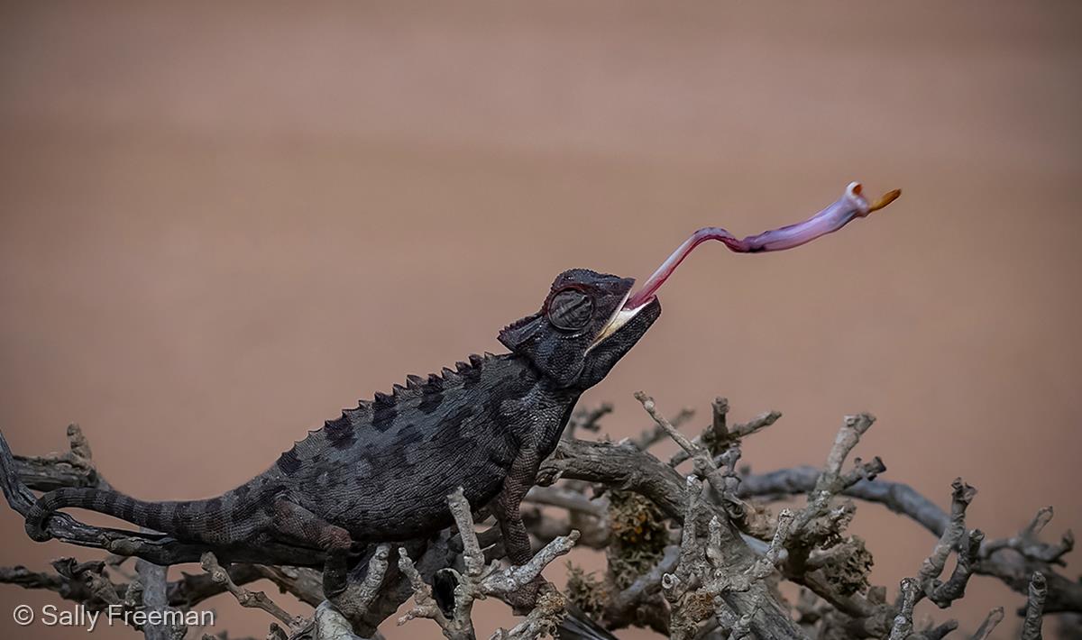 Namaqua Chameleon, Namibia Desert by Sally Freeman