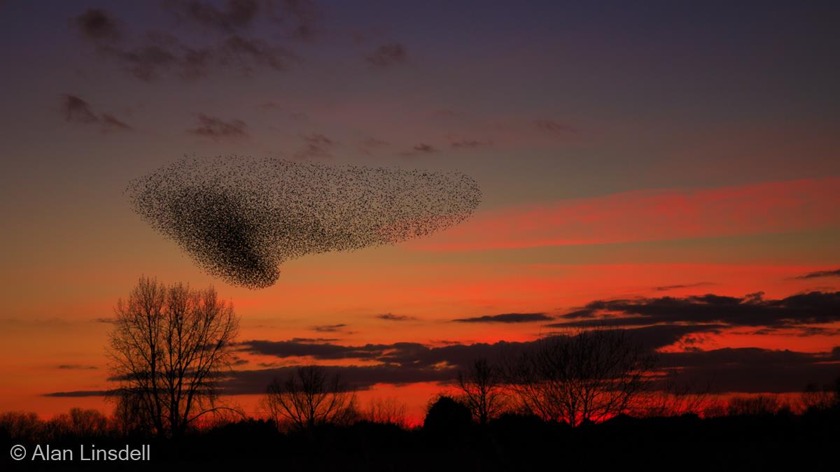 Sunset with a Murmuration by Alan Linsdell