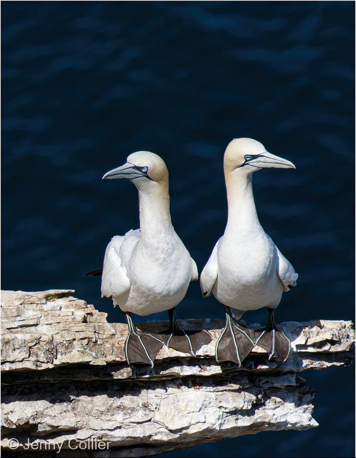 Northern Gannets by Jenny Collier