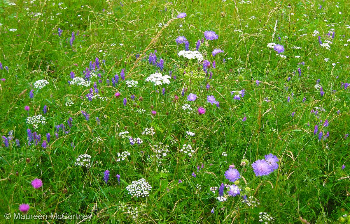 Wild Flower Meadow at Sharpenhoe by Maureen McCartney