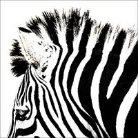 Simply Zebra