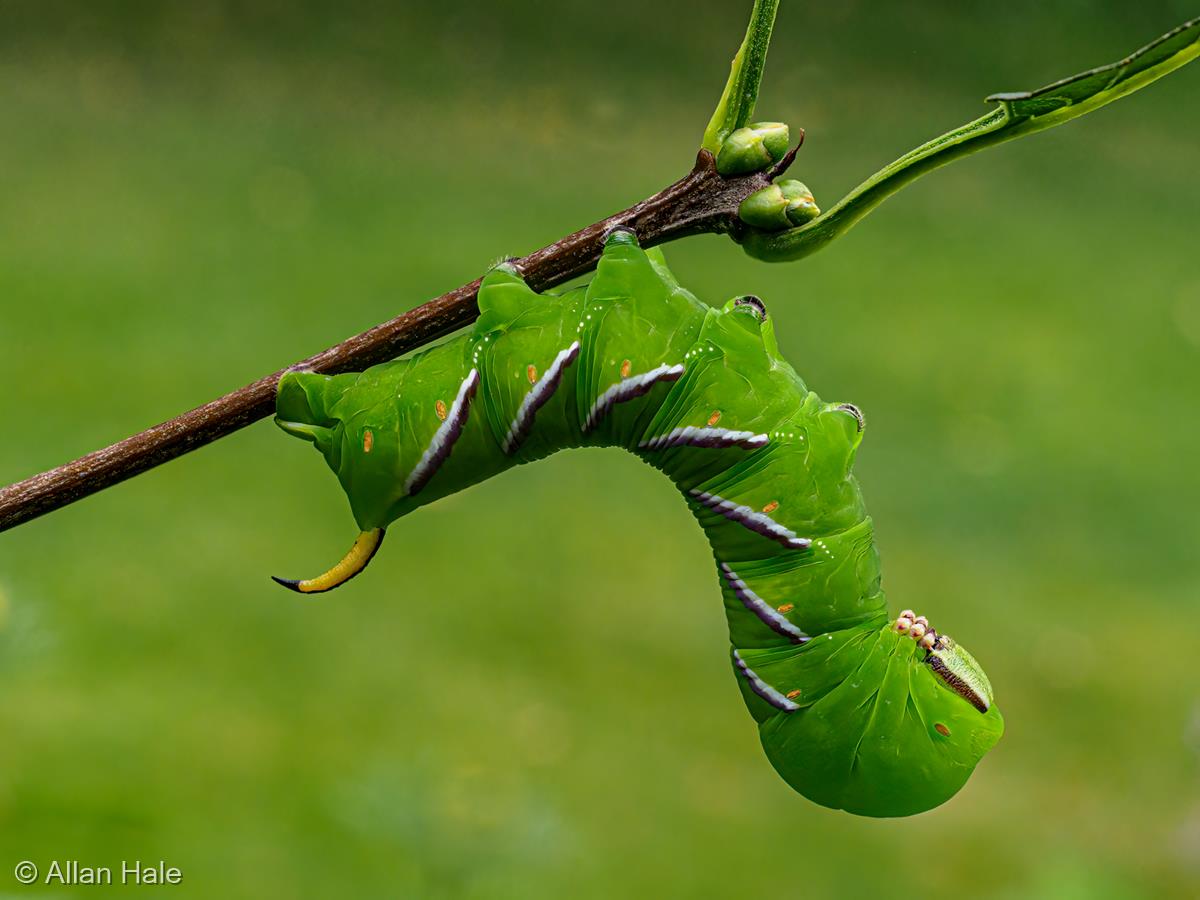Privet Hawk Moth Caterpillar (Sphinx ligustri) by Allan Hale