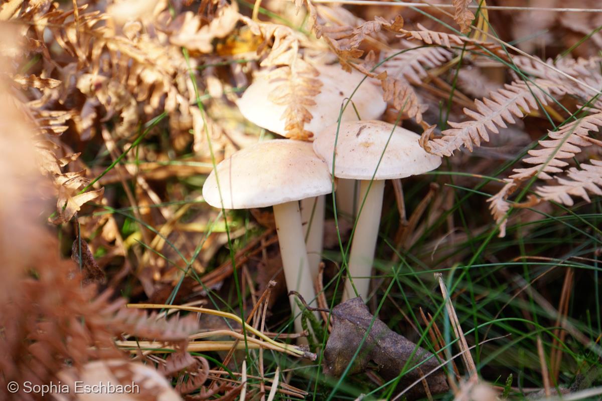 Hidden in Nature by Sophia Eschbach