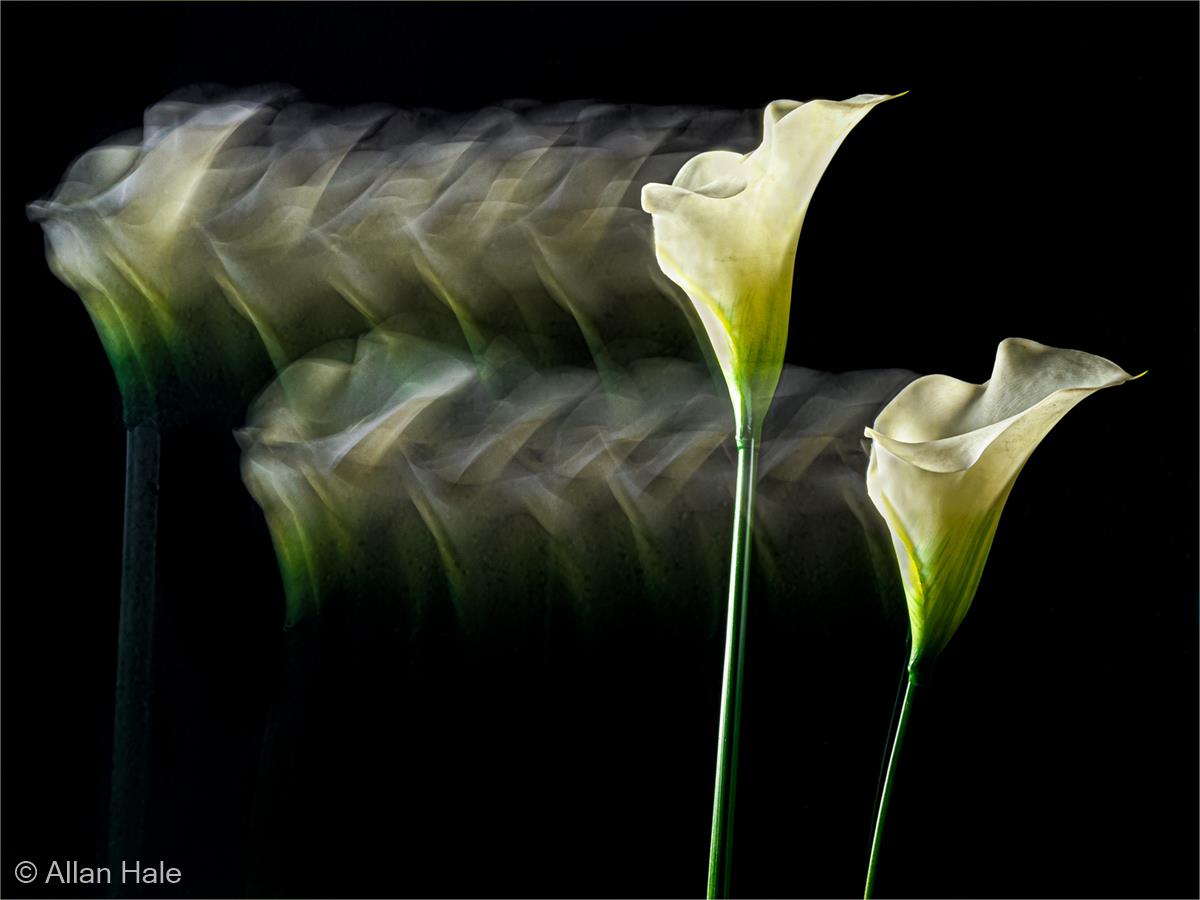 Dancing Lilies by Allan Hale