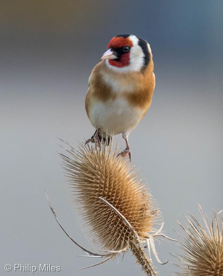 Goldfinch on Teasel by Philip Miles