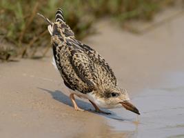 Juvenile African Skimmer
