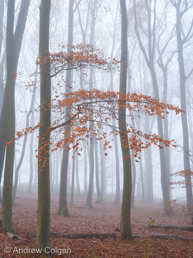 Fox Covert Woods by Andrew Colgan