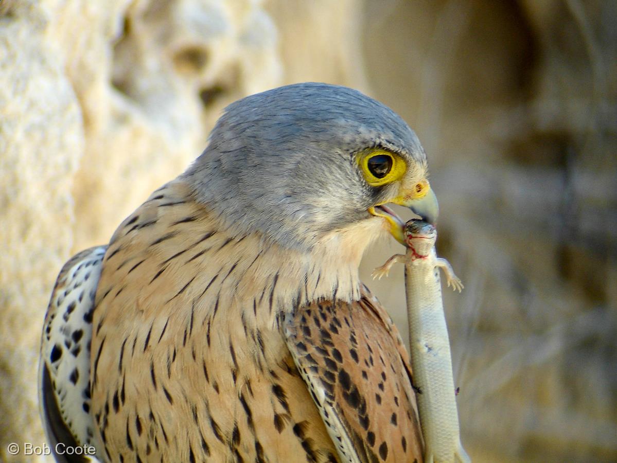 Kestrel with Dinner by Bob Coote