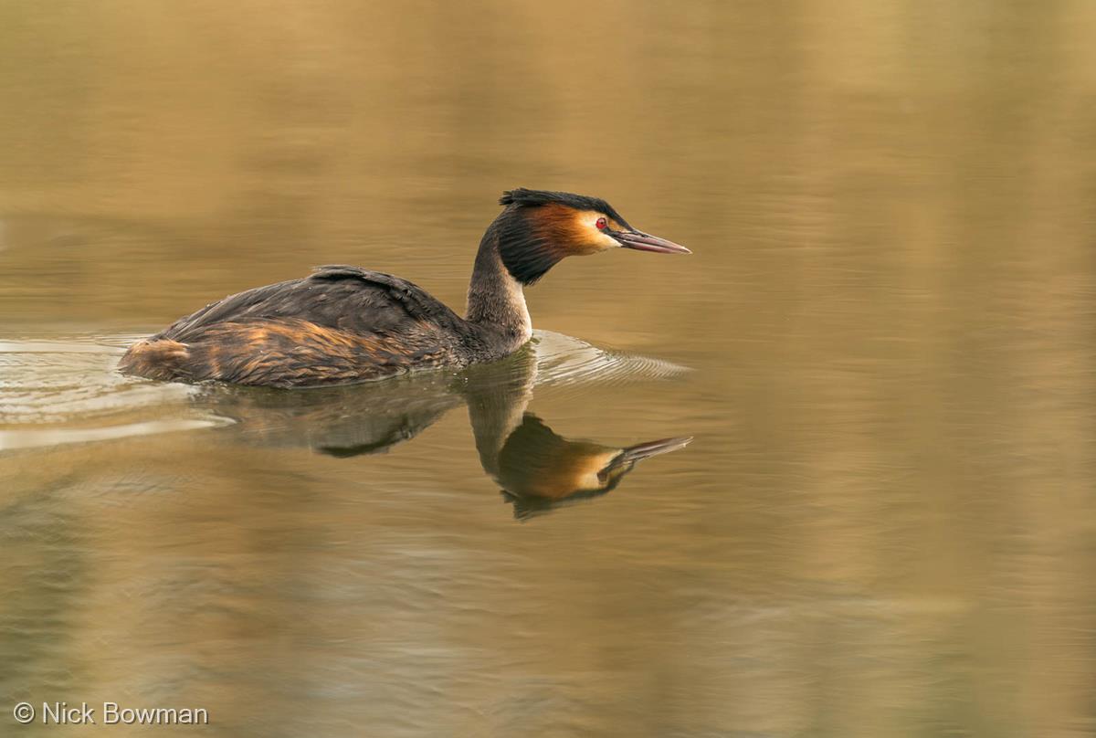 Great Crested Grebe Reflection by Nick Bowman