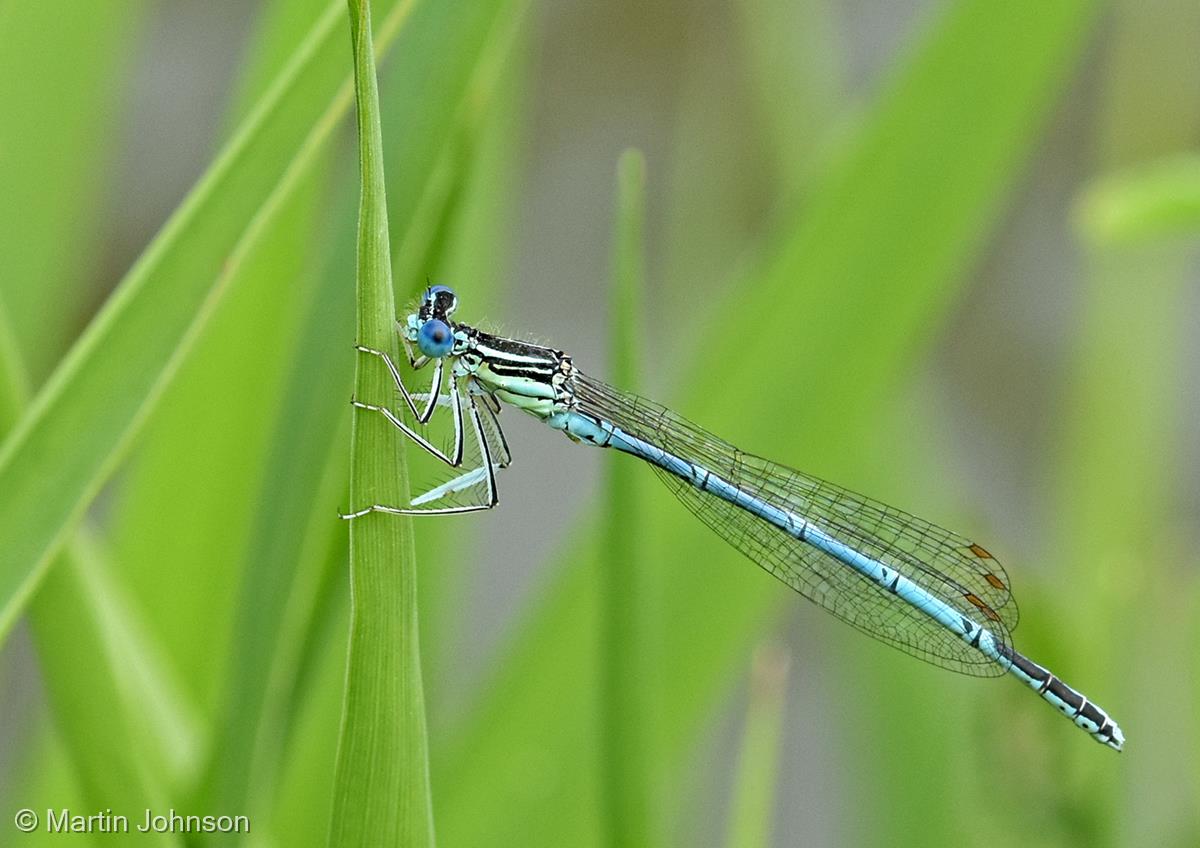 Male White-legged Damselfly by Martin Johnson