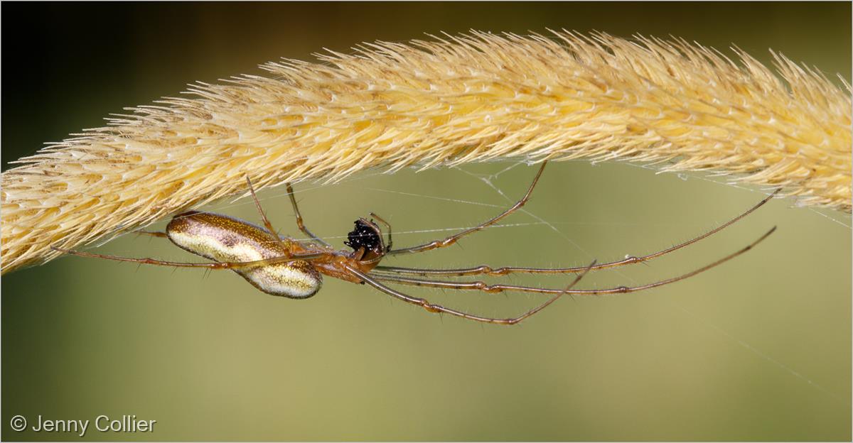 Long-jawed Orb Weaver Spider with Prey by Jenny Collier
