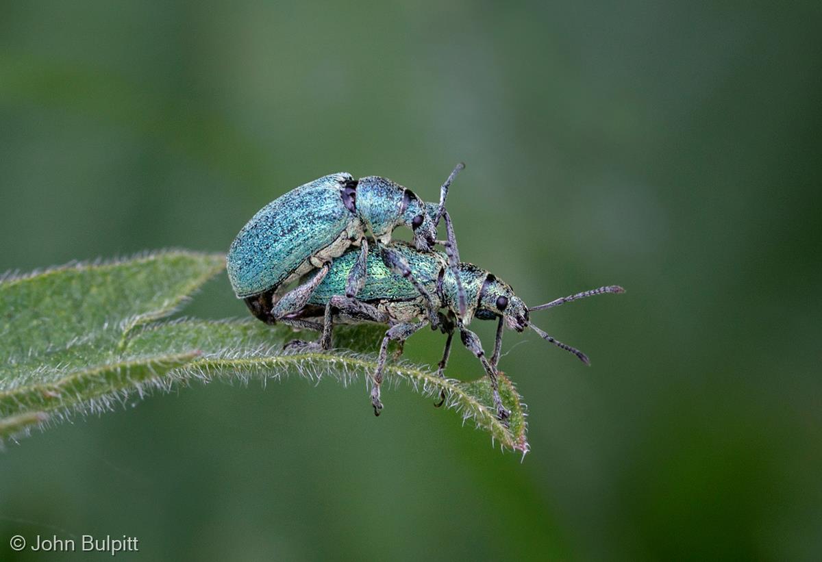 Green Nettle Weevils by John Bulpitt