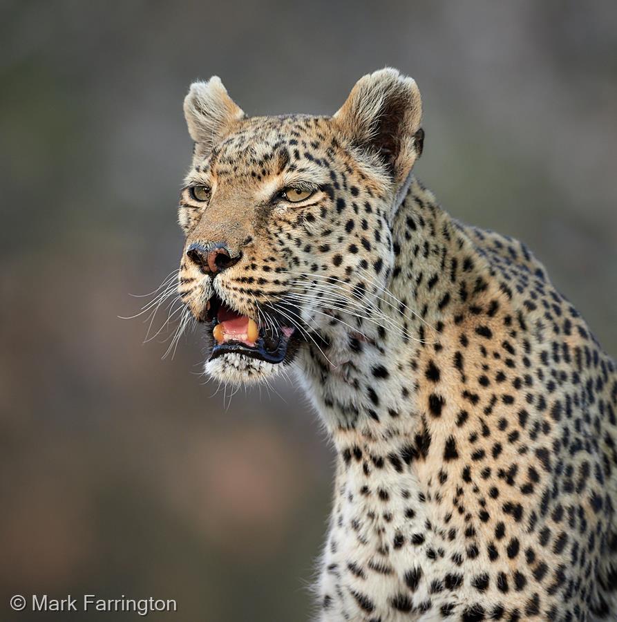 Ageing Mother, Moremi Wildlife Reserve by Mark Farrington