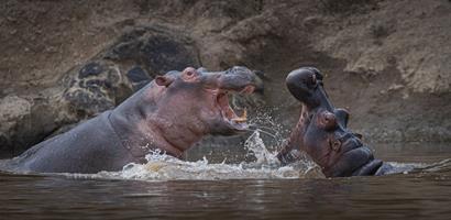 Hippopotamus Amphibious Sparring