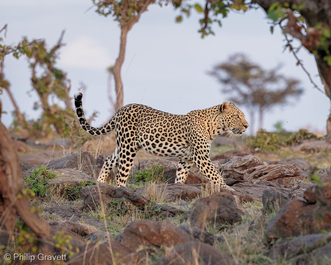 Early Morning Prowl by Philip Gravett