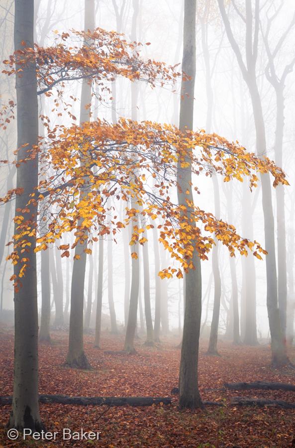 Autumn Mist by Peter Baker