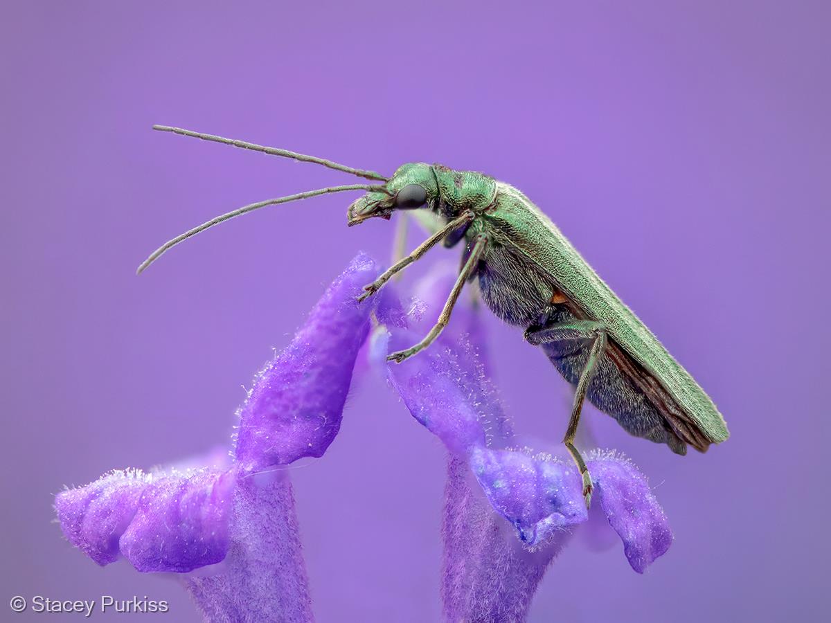 False Blister Beetle  on Lavender by Stacey Purkiss