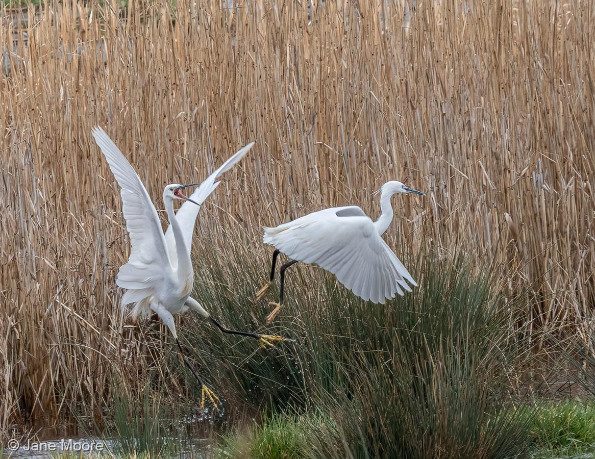 Egrets Dispute by Jane Moore