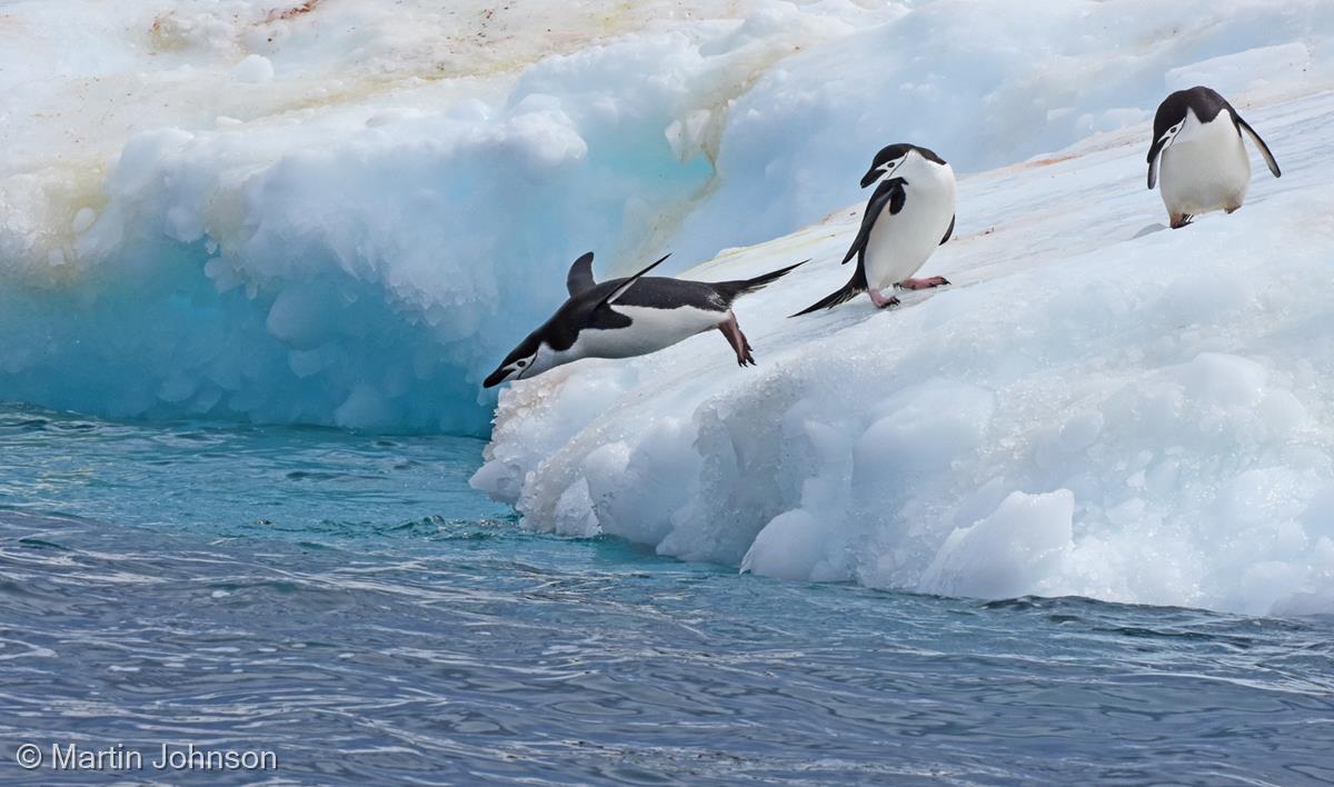 Chinstrap Penguin Dive by Martin Johnson