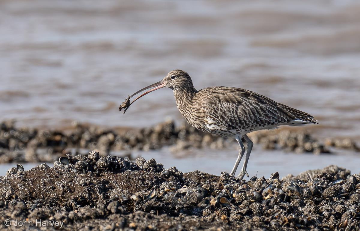 Curlew with Crab by John Harvey