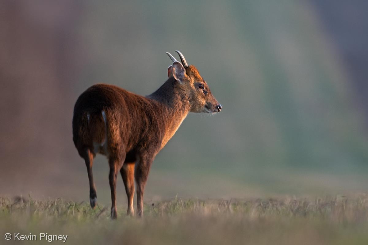 Muntjac Deer in Late Evening Sunlight by Kevin Pigney