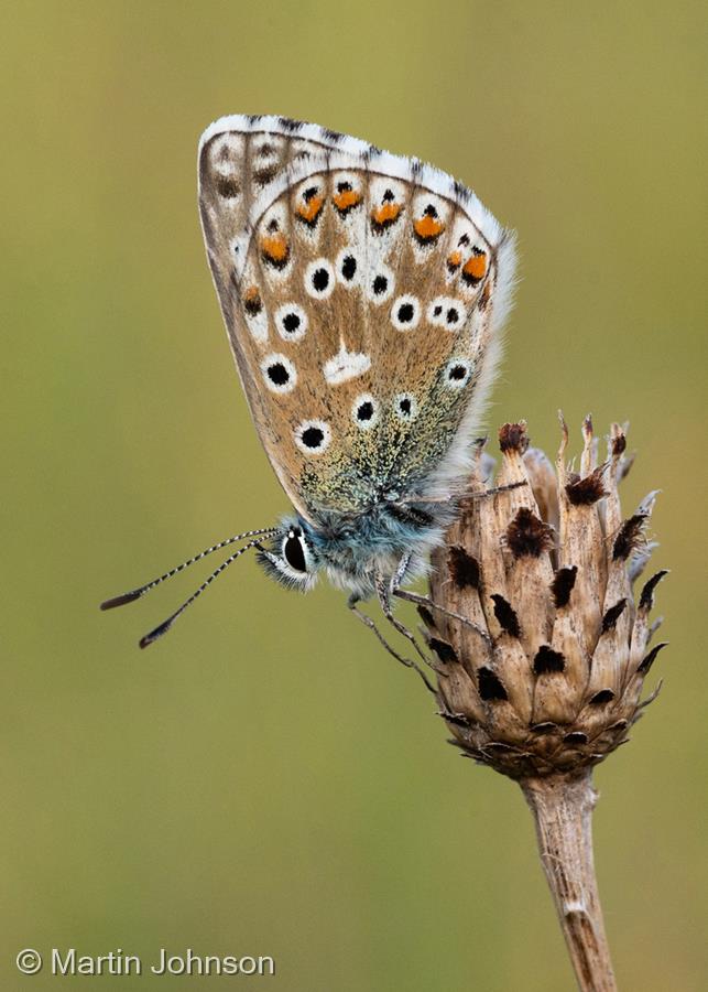 Male Adonis Blue Butterfly by Martin Johnson