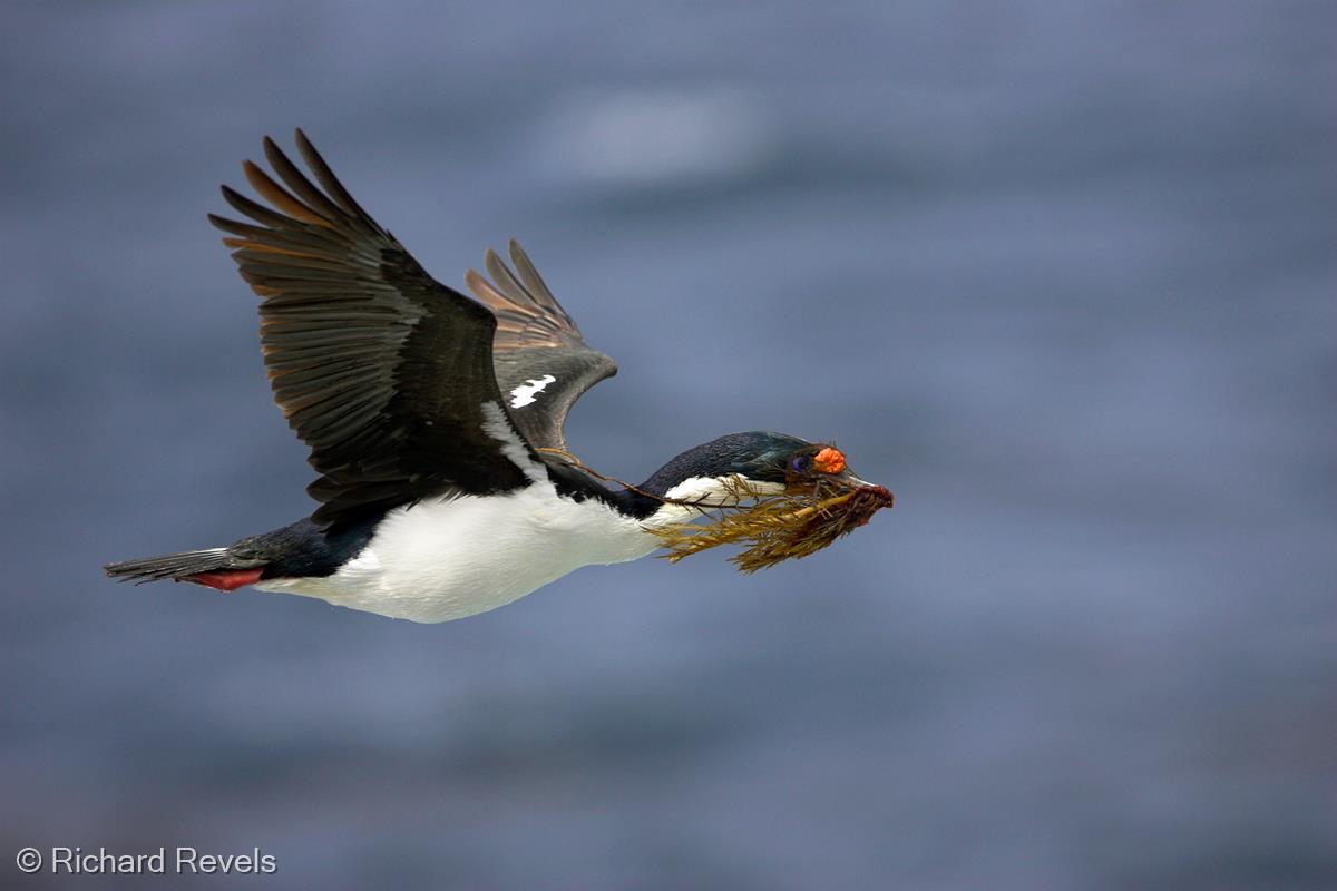 King Cormorant by Richard Revels