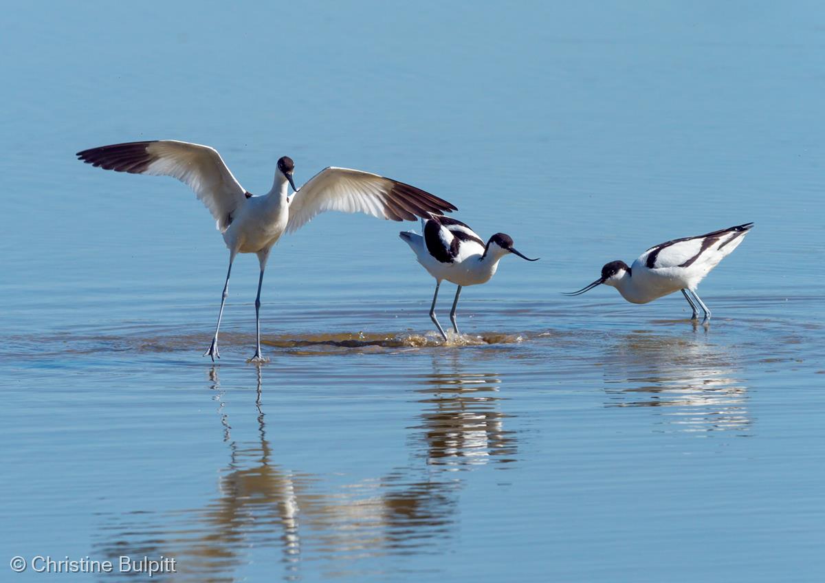 Avocet Trio by Christine Bulpitt