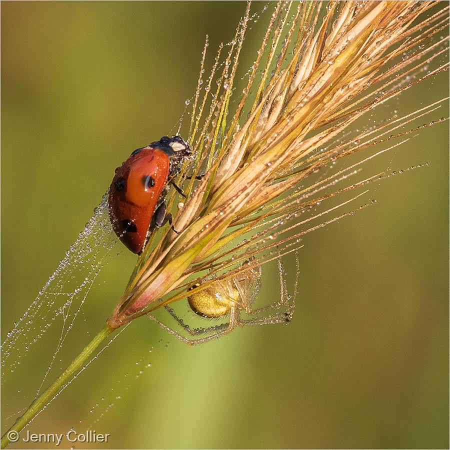 Spider with Ladybird Prey by Jenny Collier