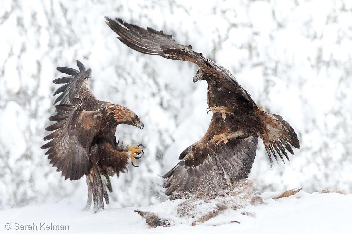 Golden Eagles Fight over Carcass by Sarah Kelman