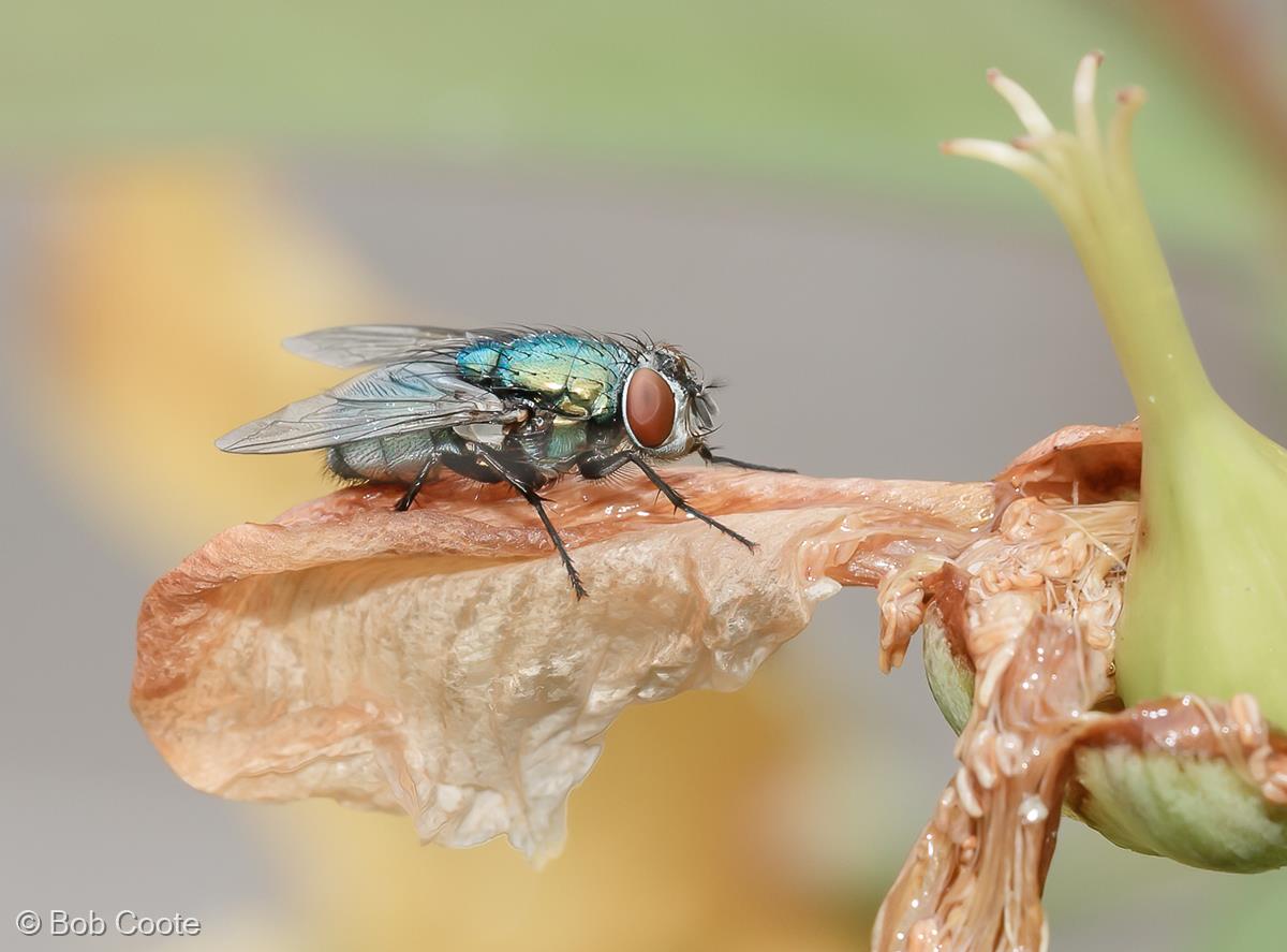 Greenbottle by Bob Coote