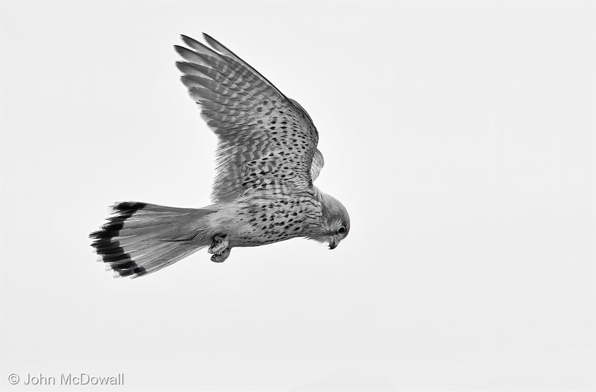 Kestrel Hunting by John McDowall