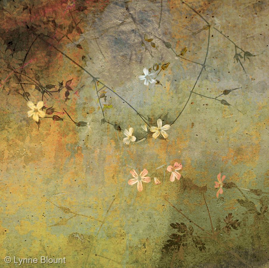 Wall Flowers by Lynne Blount