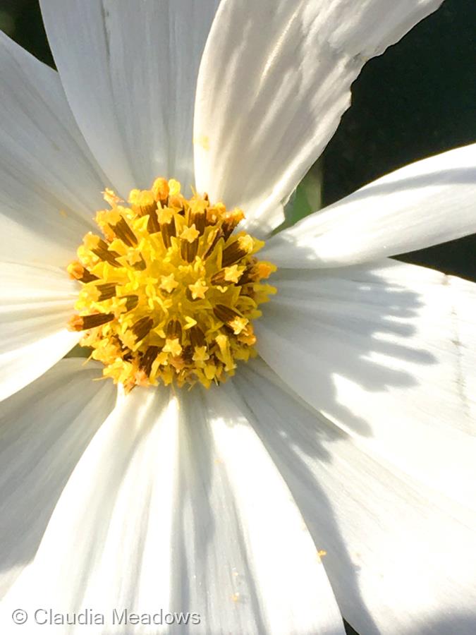 Cosmos Flower by Claudia Meadows