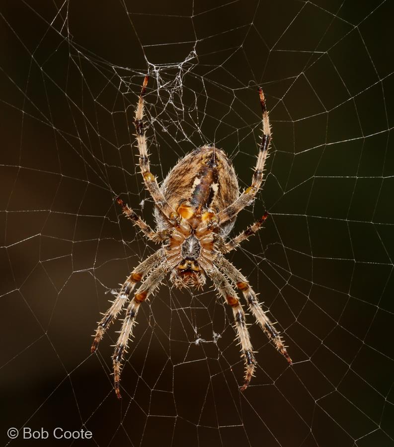 Spider Underside by Bob Coote