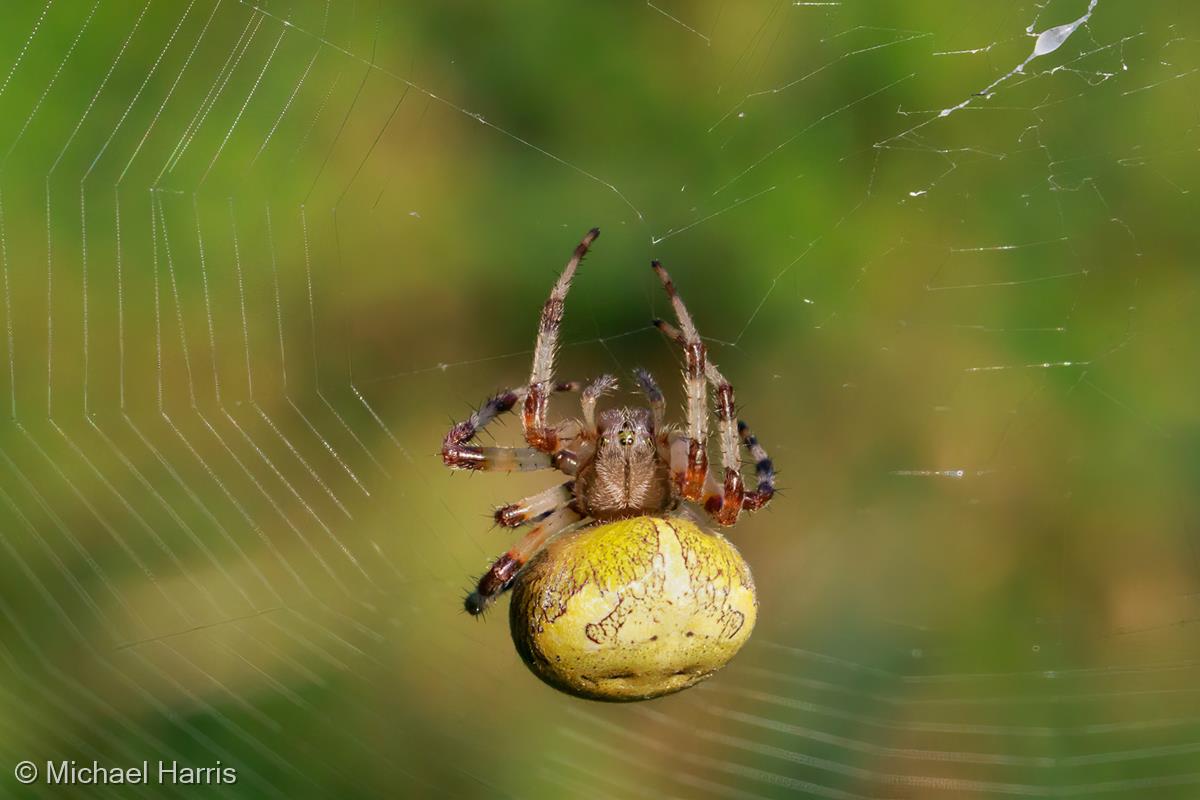 Four-spot Orb Weaver Spider by Michael Harris