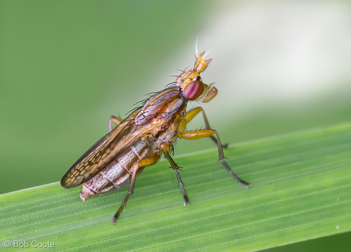 Snail Killing Fly, Ilione albiseta by Bob Coote