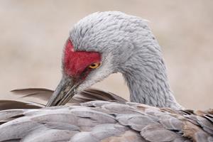 Sandhill Crane Preening