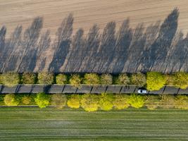Tree Avenue
