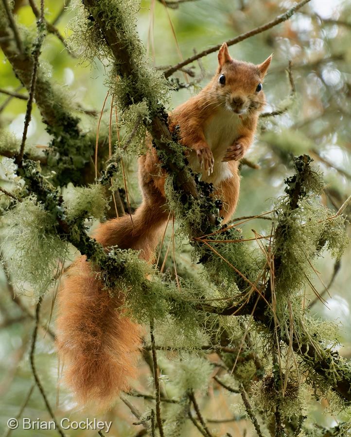 Red Squirrel, Tresco Abbey Gardens by Brian Cockley