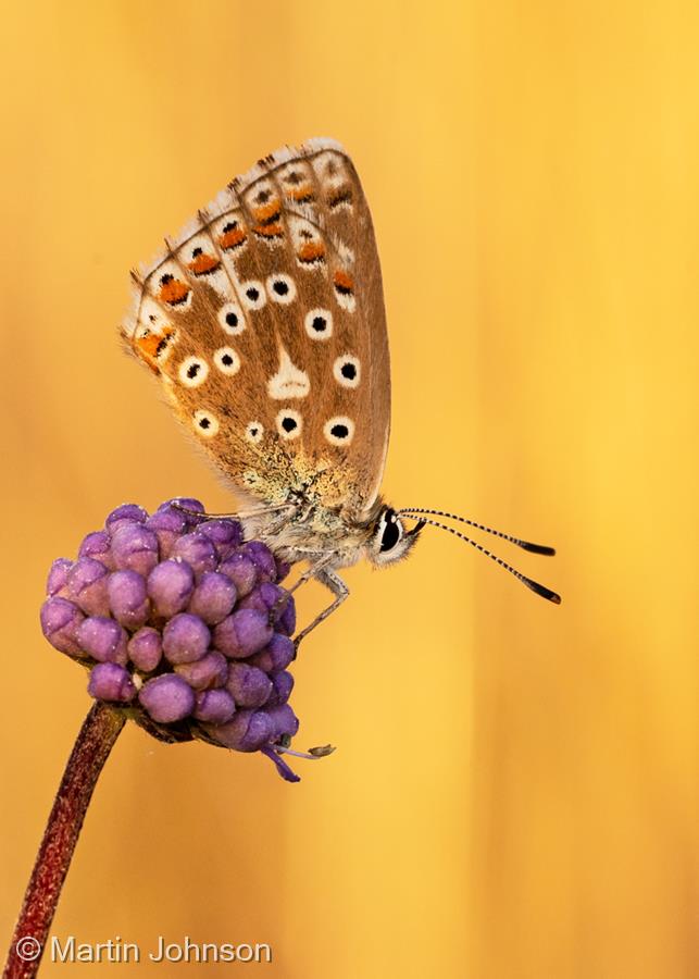Adonis Blue on Scabious Bud by Martin Johnson