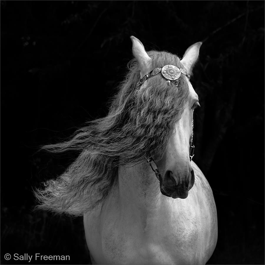 Andalusian Stallion by Sally Freeman