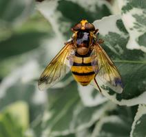 Hornet Mimic Hoverfly (Volucella zonaria)