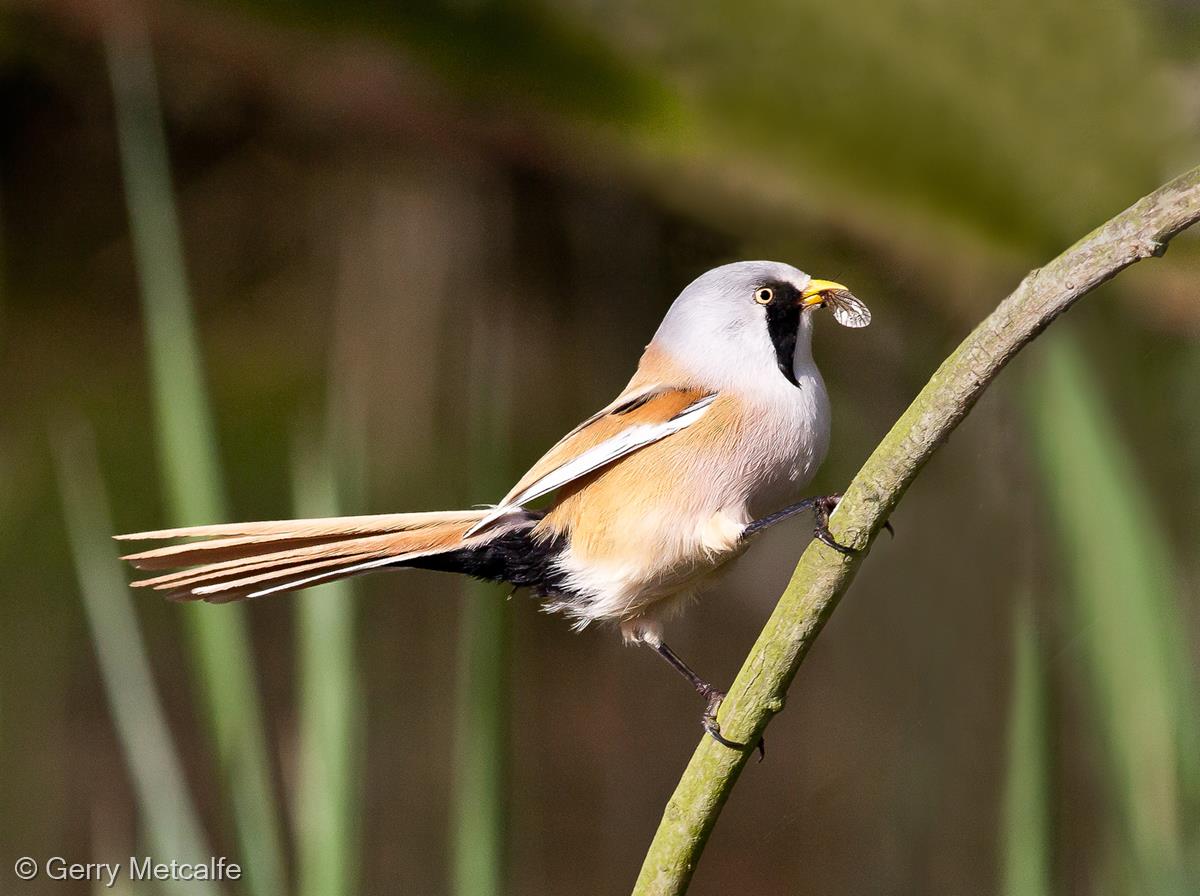 Bearded Reedling with Insect by Gerry Metcalfe