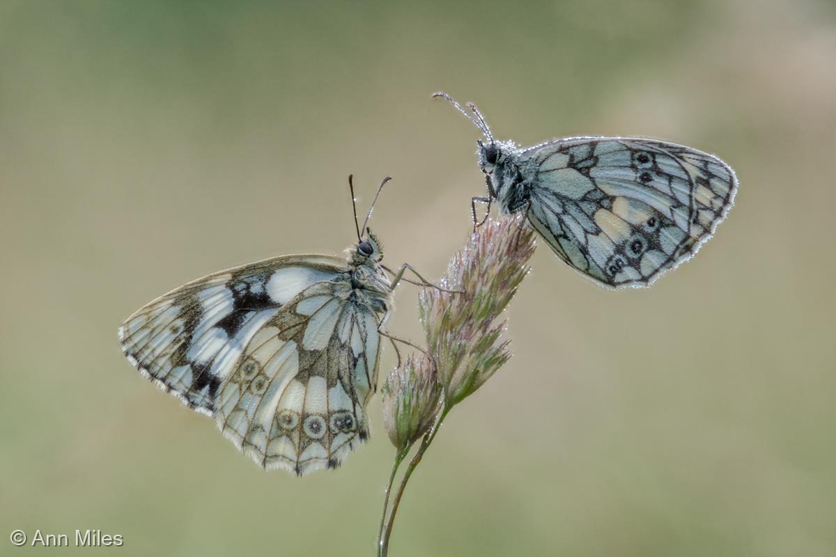 Marbled Whites with Dawn Dew by Ann Miles