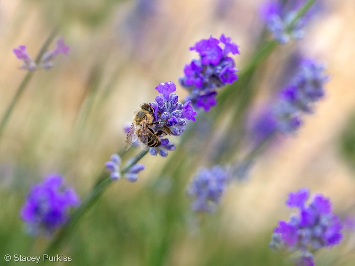 Summer Breeze by Stacey Purkiss