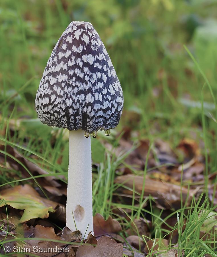 Magpie Fungus by Stan Saunders