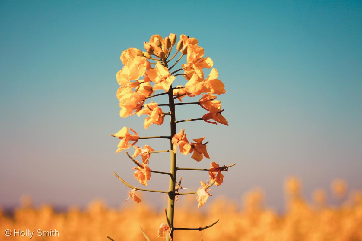 Rape Seed Field by Holly Smith